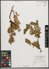 Foto von Salix waldsteiniana Willd.